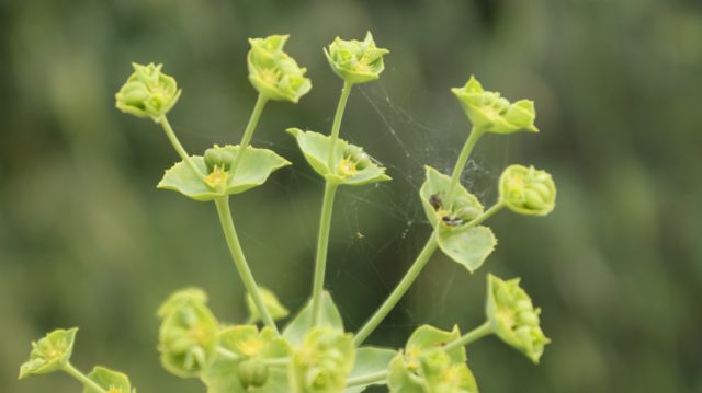 Euphorbia terracina